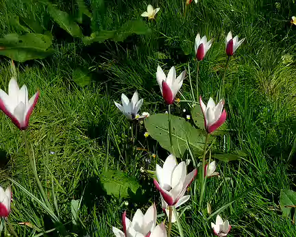 P1230477 Tulipes aussi